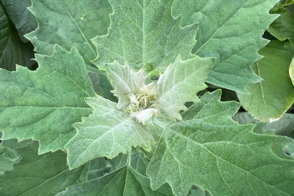 Chenopodium, a weedy but edible plant has lush, angular leaves 