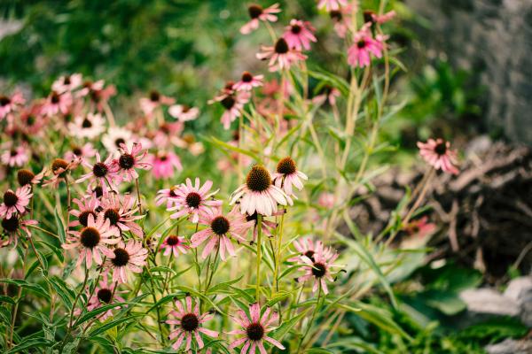 Light pink Echinacea flowers bloom against a soft green background 