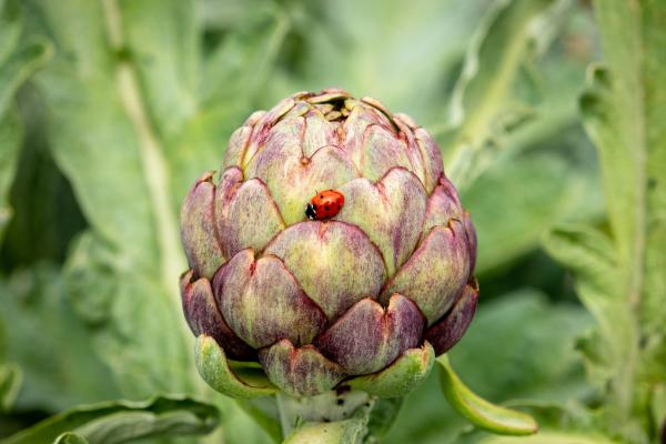 A Ladybug sits on an unopened artichoke flower 