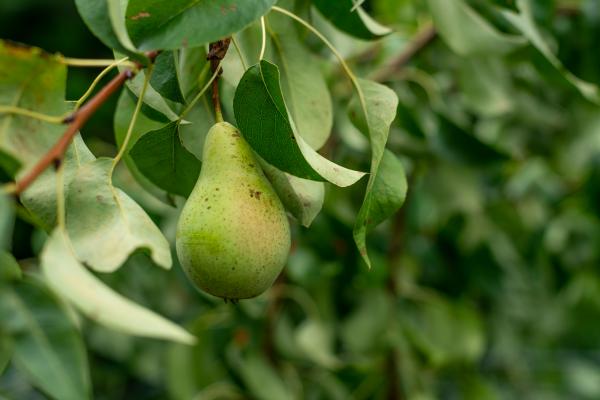 A pear hangs in front of lush green leaves