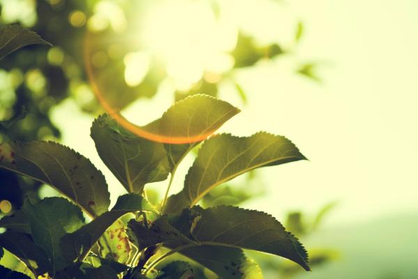 Warm coloured sun shines through apple leaves