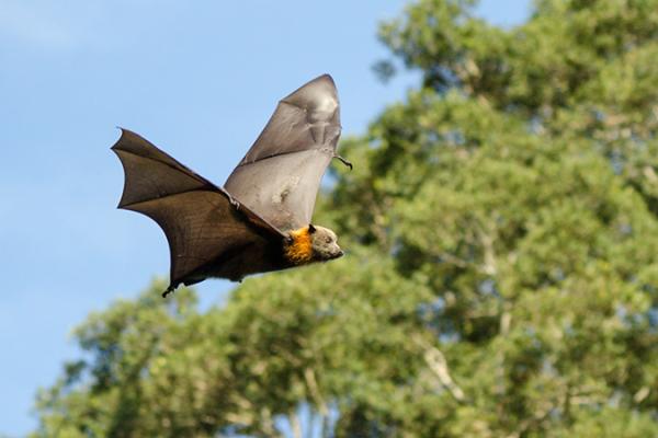 A Grey headed flying fox flies through the air