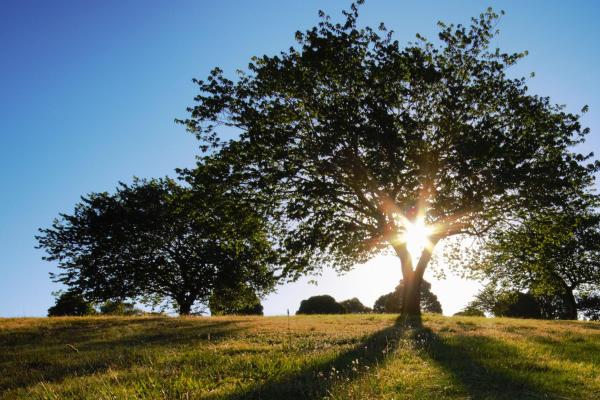 Sun shining behind a large tree at a park