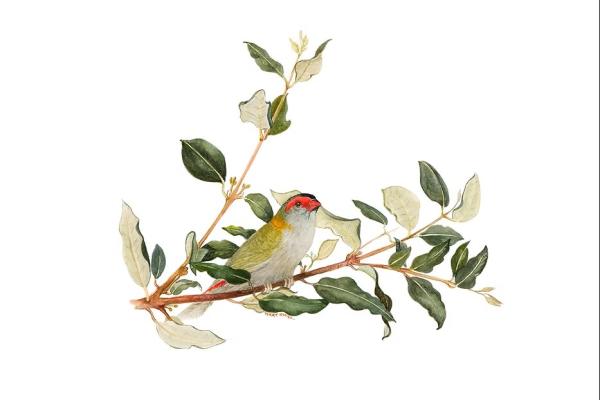 Watercolour painting of a small bird with red head, green back, and grey underparts, perched on a leafy branch, set against a plain white background.