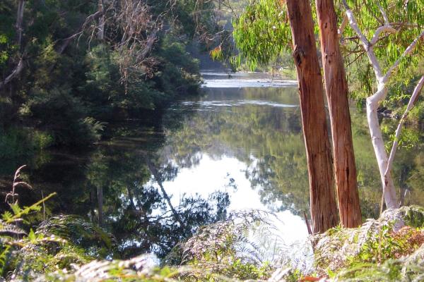 photo of the yarra river between trees and bracken