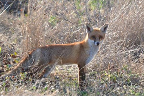 Fox (Vulpes vulpes) in a field of dry grass