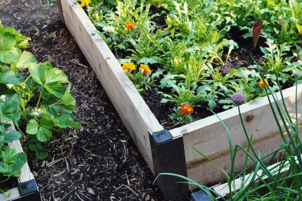 Closeup of several raised garden beds containing flowers and herbs