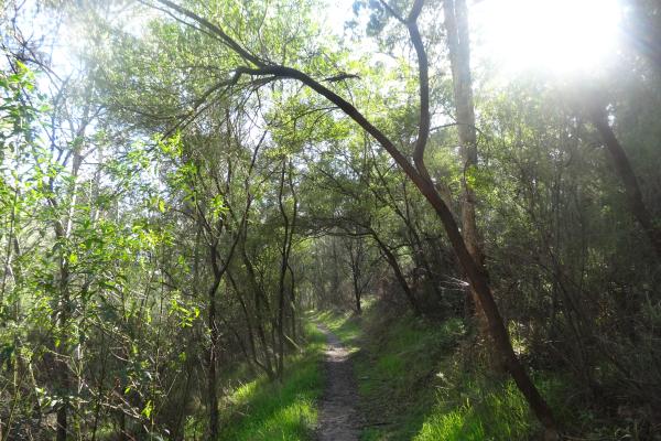 Nature Walk Photo