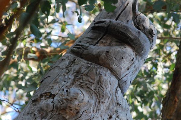 Tree in reserve