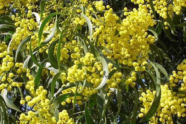 Wattle Tree Acacia Pycnantha at Whipstick Nature Walk