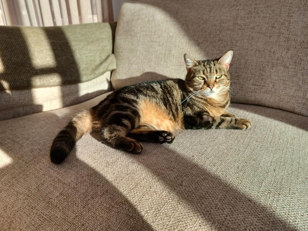 A tabby cat lounges on a beige couch, soaking up the warm sunlight streaming through the window.