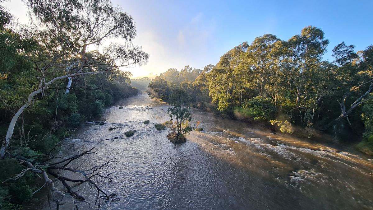 Wide river flowing through bushland with tall gum trees on both sides, sunlight streaming through mist in the background.