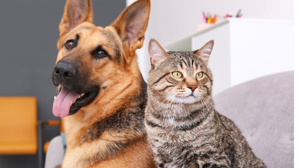 A German Shepherd and a light brown tabby cat sit side by side on a grey couch