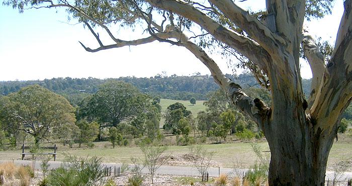 View of Tree in Westerfolds