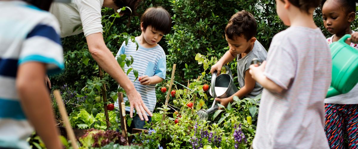 Group of children working in a vegetable garden.