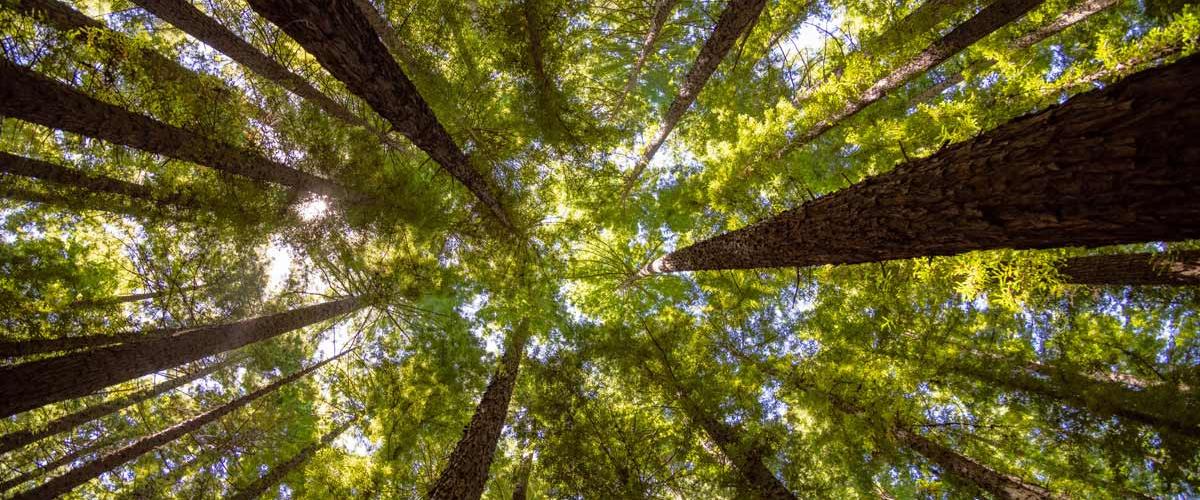 A worm's eye view of a rich canopy of redwood trees