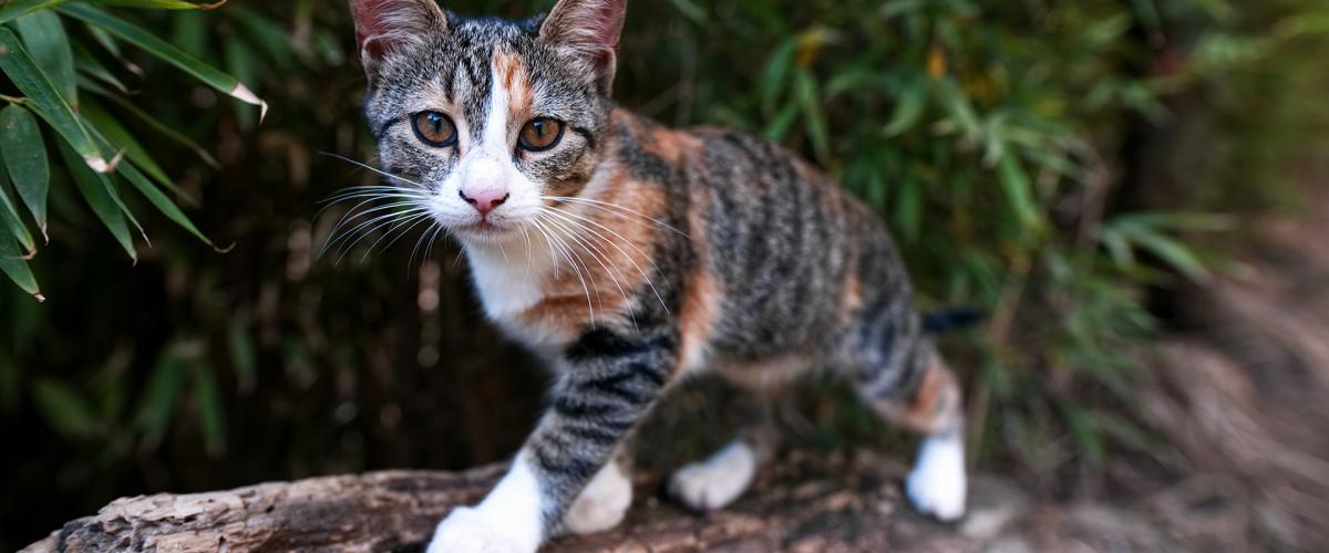 photograph of cat in backyard