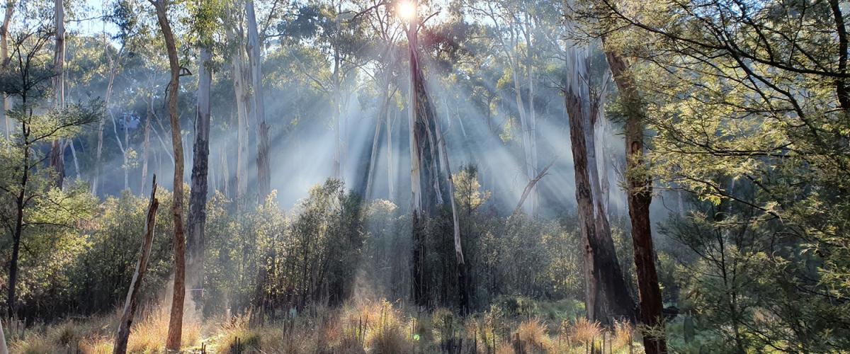 Sun bursts through the trees in a native bushland setting