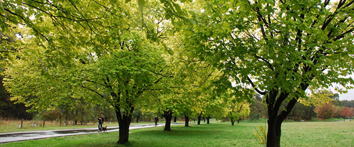 Golden Elms in Autumn in Ruffey Lake Park