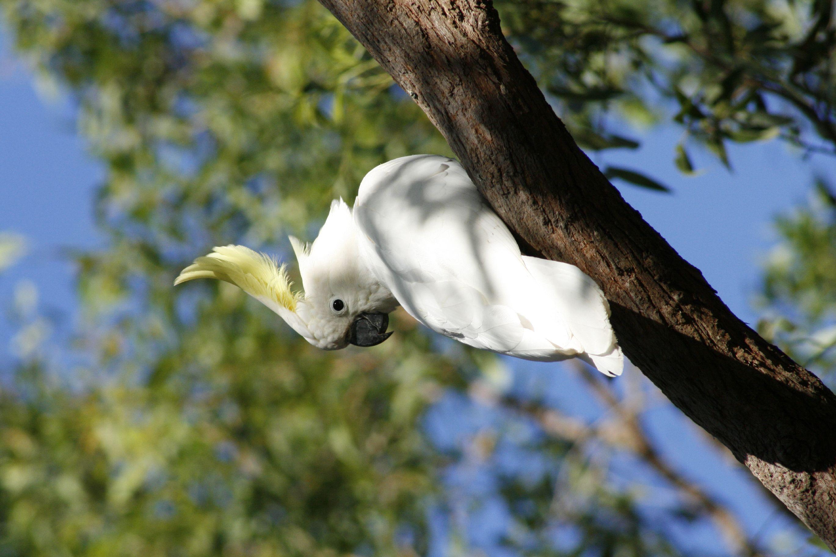 native bird