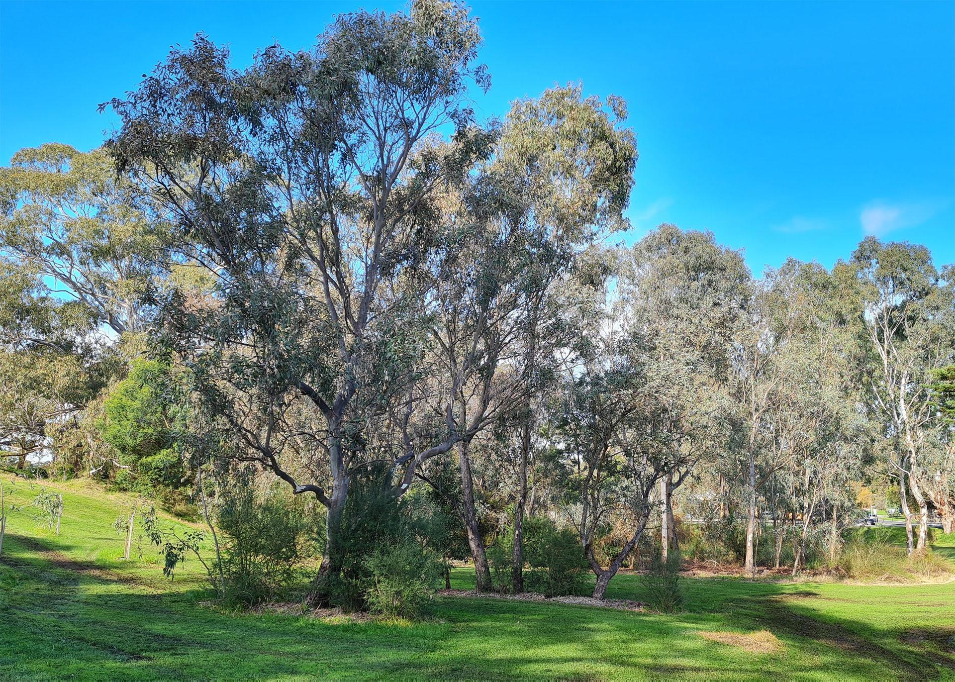 a large gumtree in a park