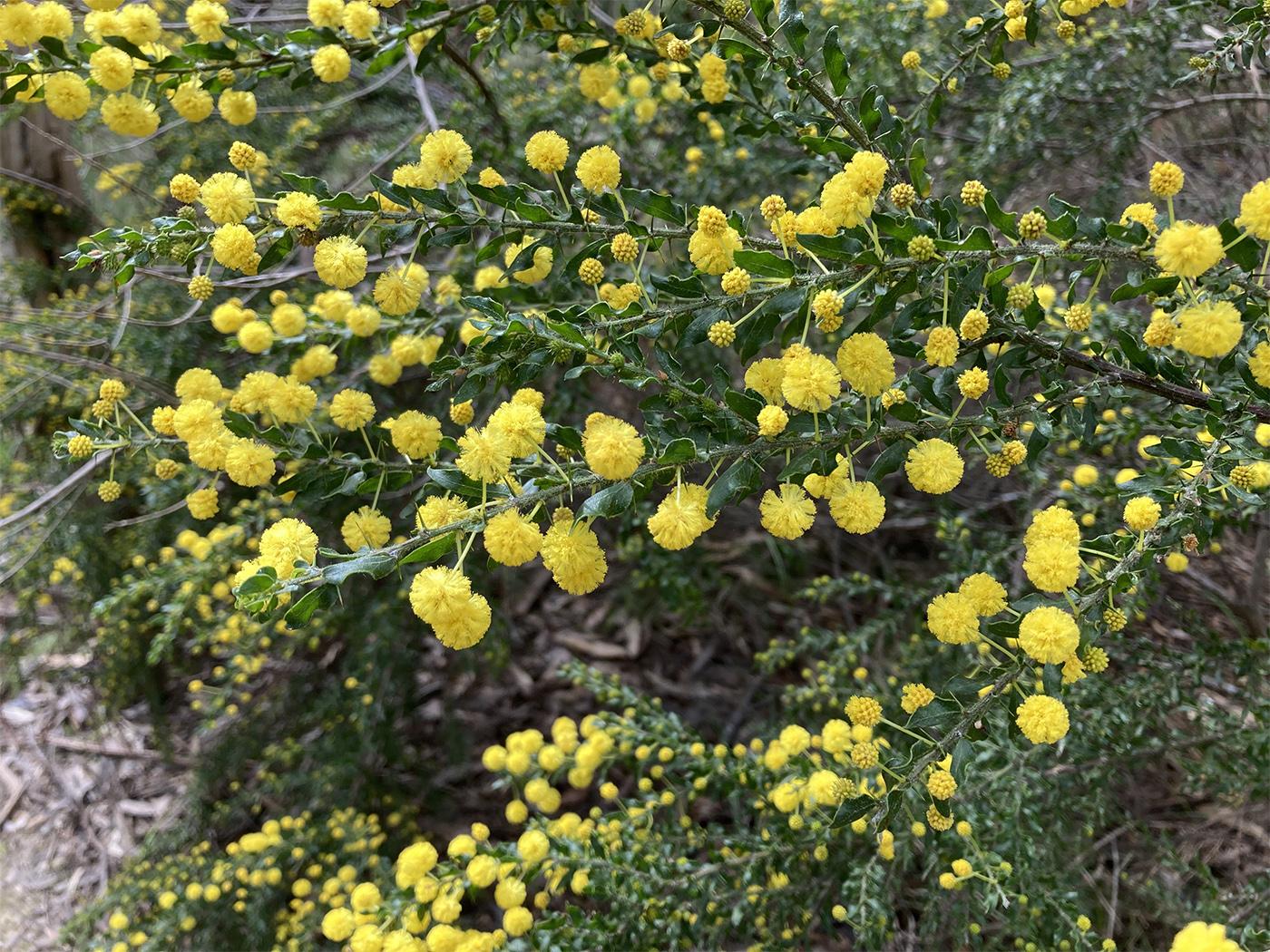 Acacia Wattle bush in flower with chip bark in the background