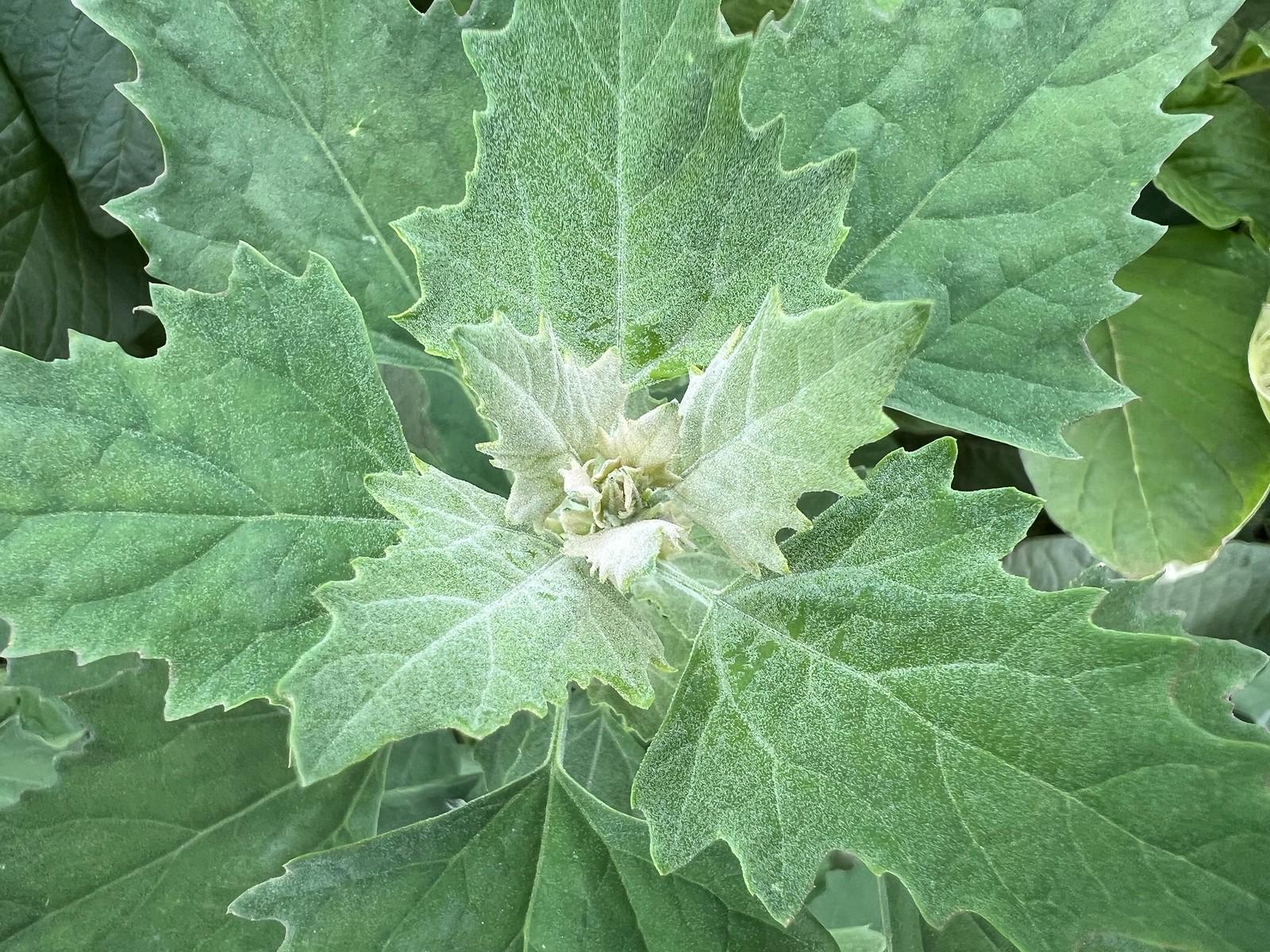Chenopodium, a weedy but edible plant has lush, angular leaves 