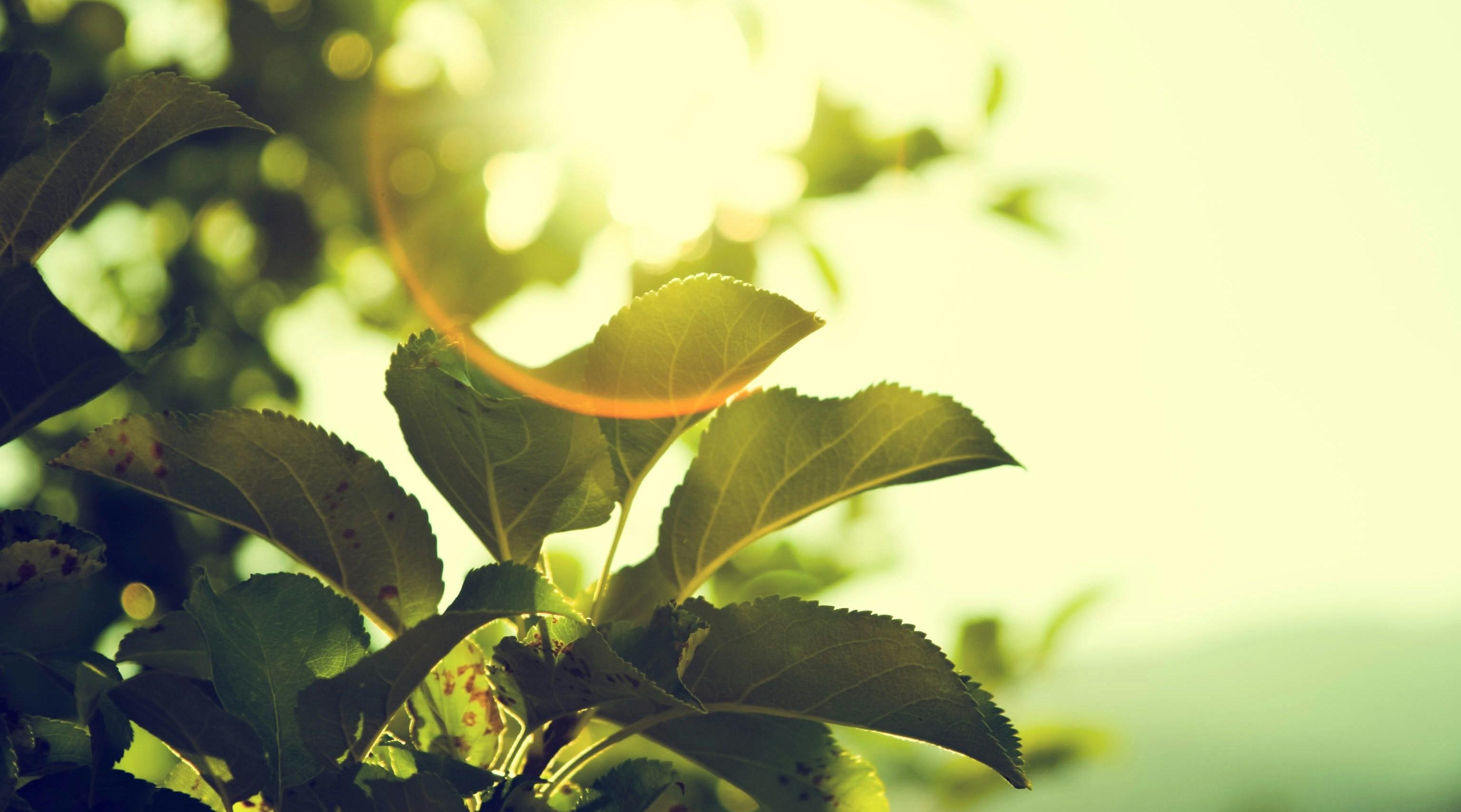 Warm coloured sun shines through apple leaves