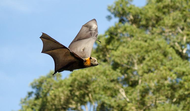 A Grey headed flying fox flies through the air