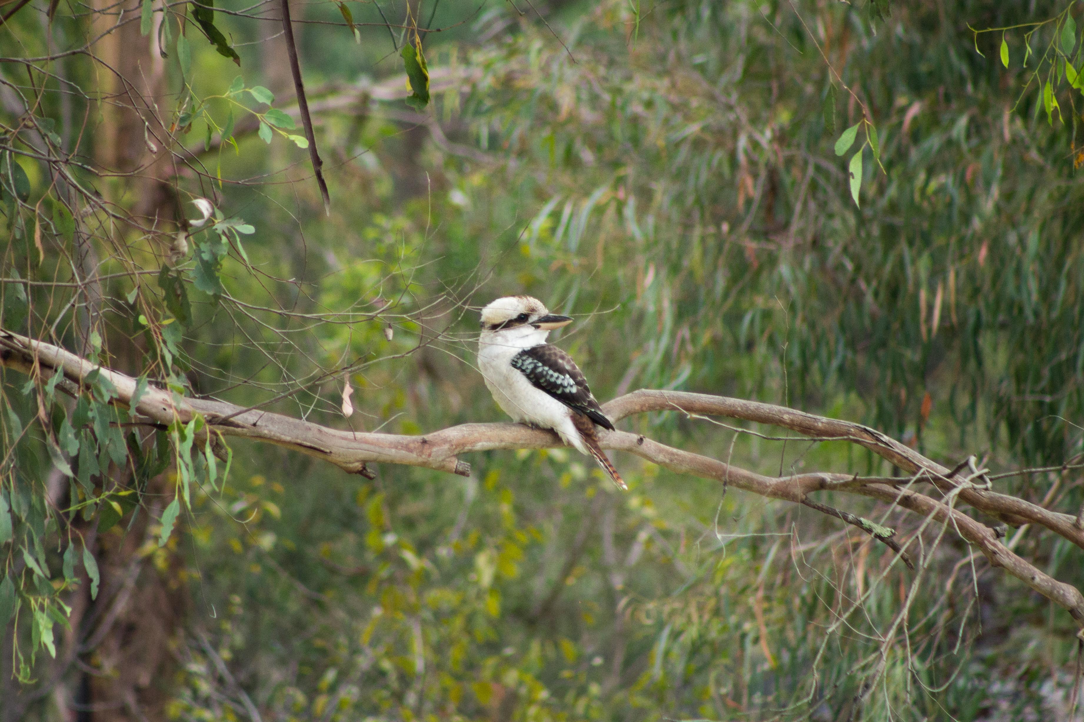 A kookaburra sits on a eucalyptus tree branch, the blurred background features a canopy of green leaves and brown bark.