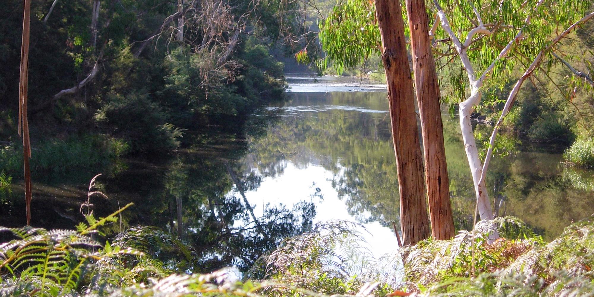 photo of the yarra river between trees and bracken