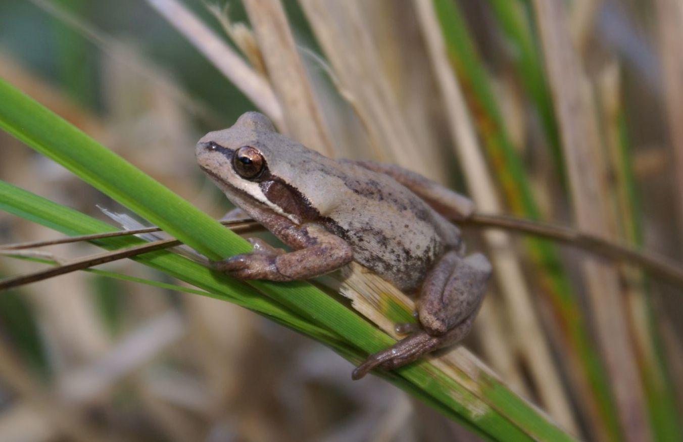 Frogs of Manningham 