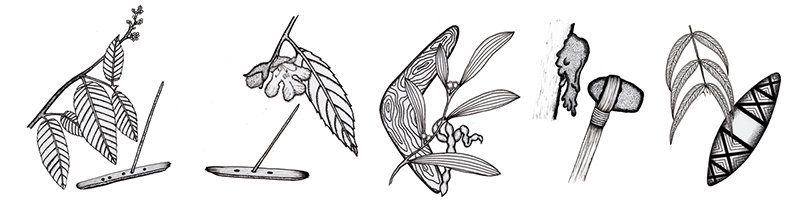 Types of Wurundjeri Bush Tucker Illustration