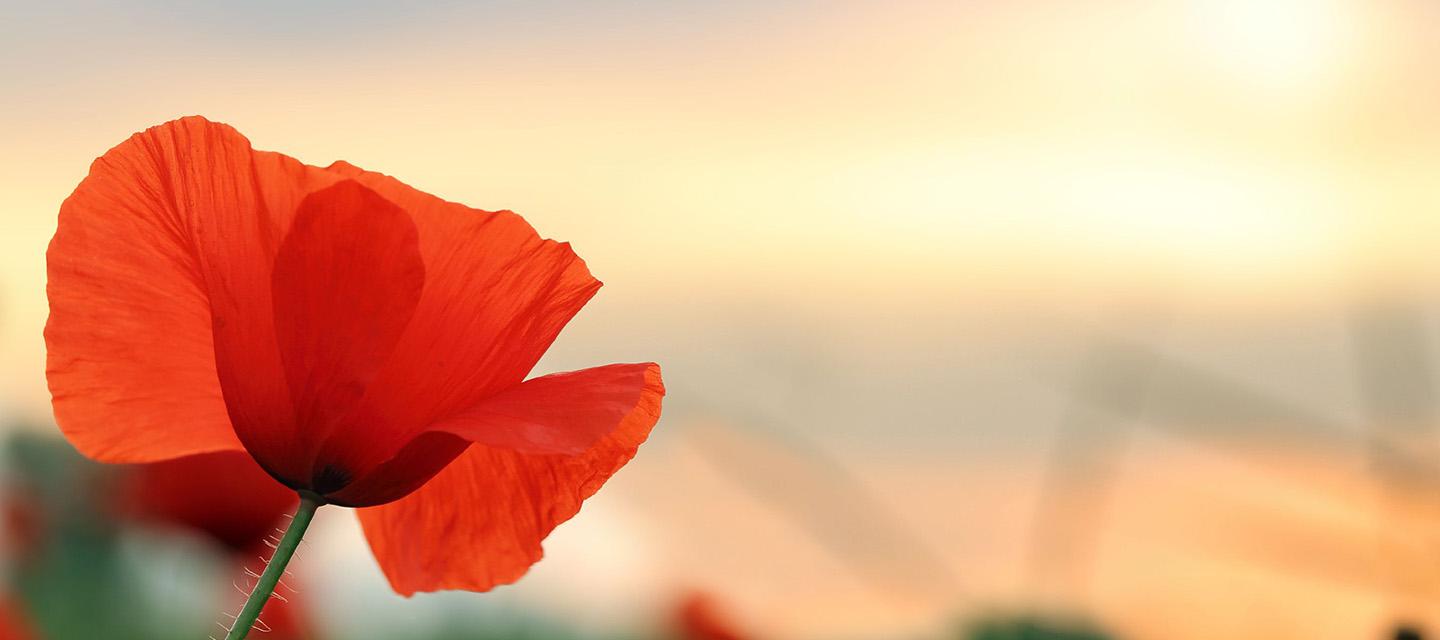 Closeup of a poppy with sunset background