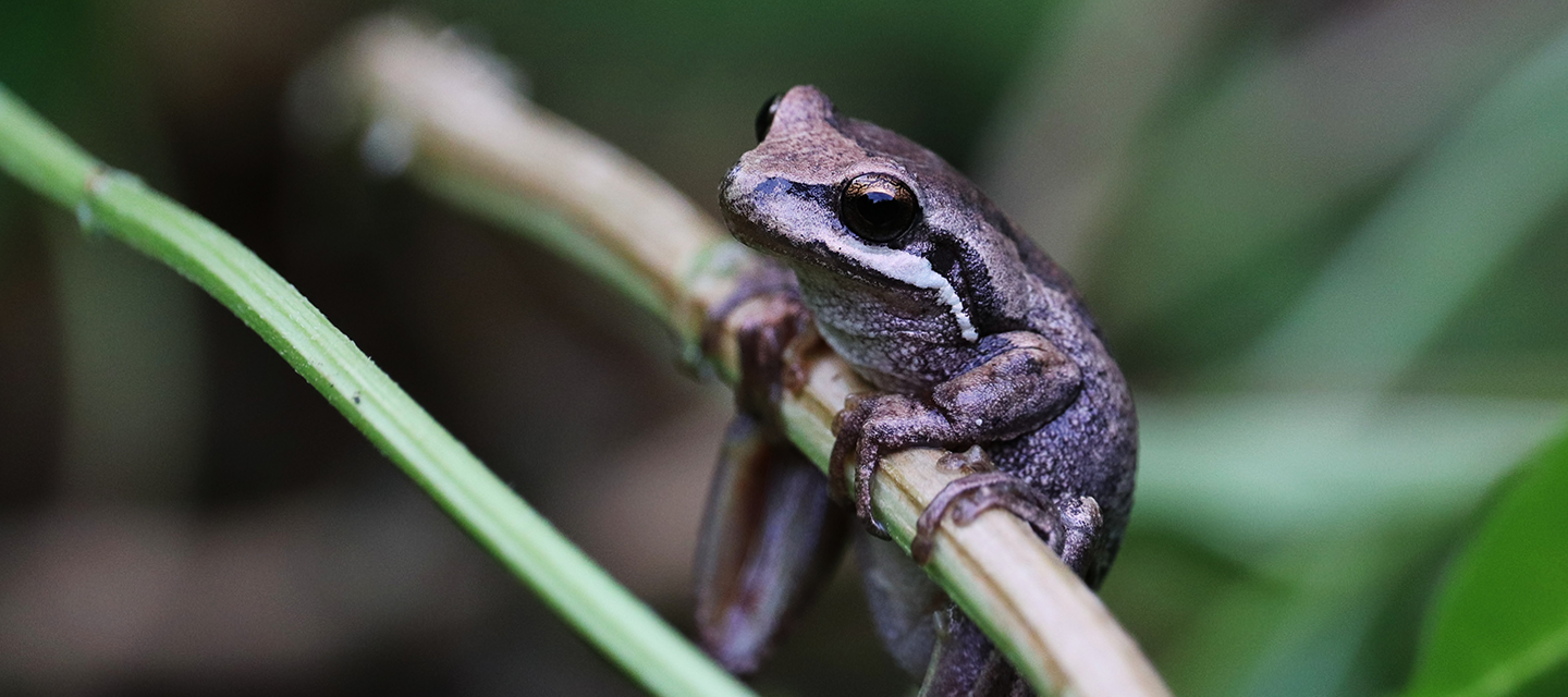 Small frog on a grass