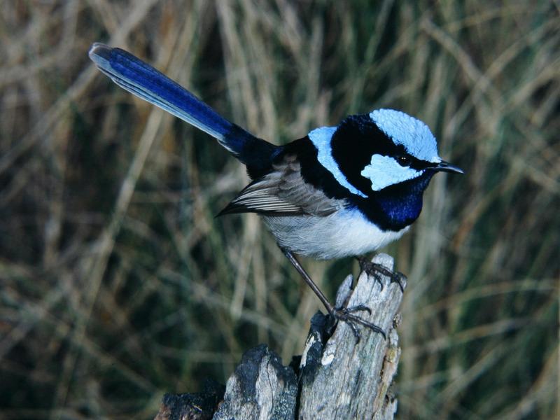 Superb Fairywren (bird) standing on a log