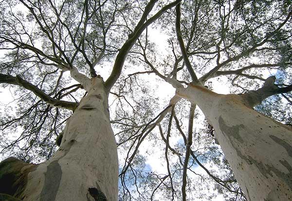 View from the ground of manna gums in the australian bushland