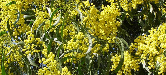 Wattle Tree Acacia Pycnantha at Whipstick Nature Walk