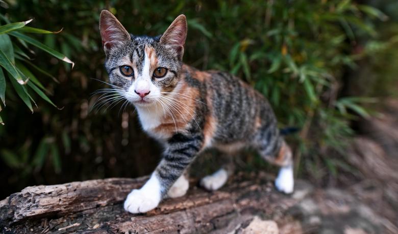 photograph of cat in backyard