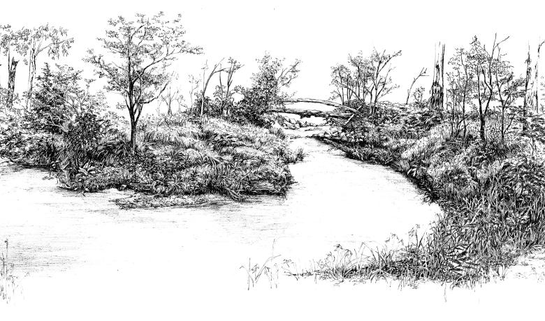 Black and white ink drawing of a landscape with a crescent shaped body of water surrounded by Australian endemic vegetation