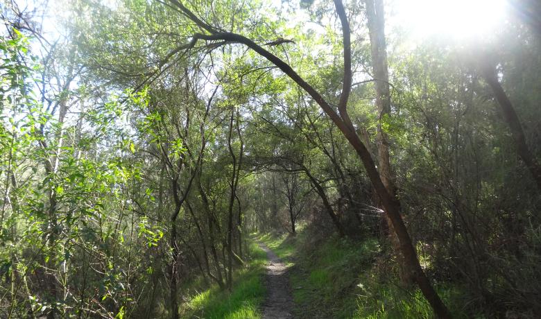 Currawong Bush Park - Ruby's Track