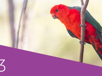 Image of a red parrot holding onto a branch, text "2023" on a purple background