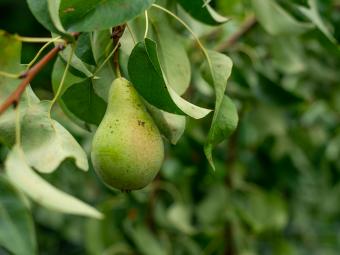 A pear hangs in front of lush green leaves