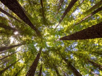 A worm's eye view of a rich canopy of redwood trees