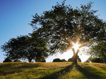 Sun shining behind a large tree at a park