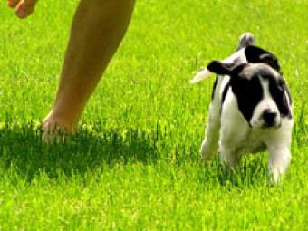 Dog running in park with owner