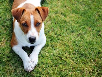 Jack Russle puppy