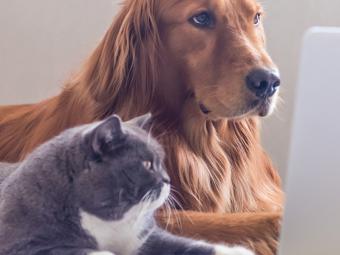 cat and dog using looking at laptop