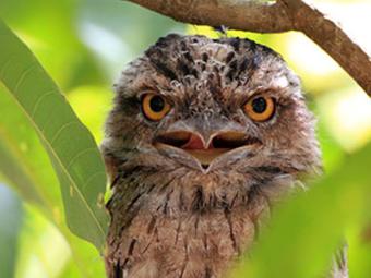 Owl in tree