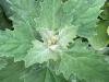 Chenopodium, a weedy but edible plant has lush, angular leaves 